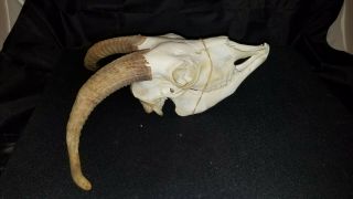 Real 9 " Domestic Goat Animal Skull - Skeleton Taxidermy - Authentic With Horns