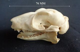 Taxidermy : Real Sunda Flying Lemur Skull