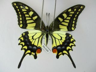 Pa5105.  Unmounted Butterflies: Papilio Sp.  North Vietnam