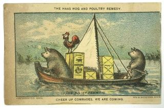 1882 Dr.  Haas Hog Poultry Remedy Anthropomorphic Pigs Boat Indianapolis In Card