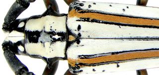 Insect - Cerambycidae Deliathis Incana - Mexico - Male 30mm.