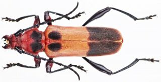 Insect - Cerambycidae Tavakiliana Splendens - W.  Kalimantan - Male 30mm.