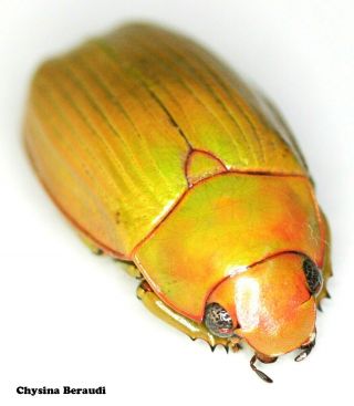 Insect Coleoptera Jewel Beetle Rutelinae Chrysina Beraudi - Rare Colour Form 02