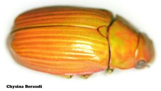 Insect Coleoptera Jewel Beetle Rutelinae Chrysina beraudi - Rare Colour Form 02 2