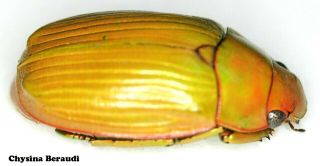 Insect Coleoptera Jewel Beetle Rutelinae Chrysina beraudi - Rare Colour Form 02 3