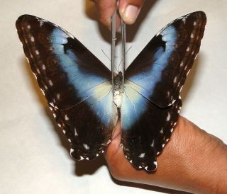 Morpho Cisseis Cabrera Female A1 -.  Unmounted.  Coloration