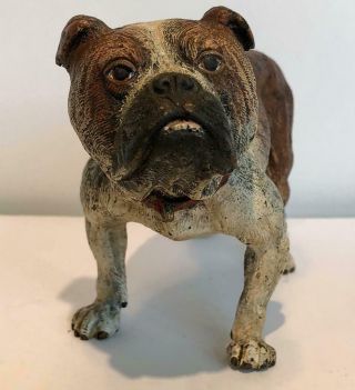 English Bulldog Bronze Cold Painted Dog Large 7 x 4 Antique Vienna Makers Mark 3
