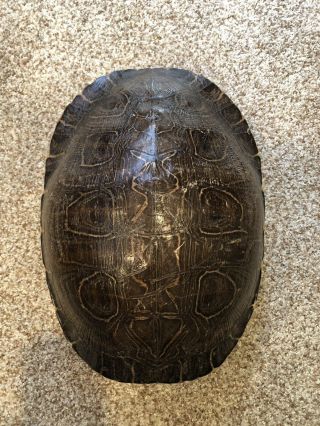 Large Cooter Turtle Shell Taxidermy