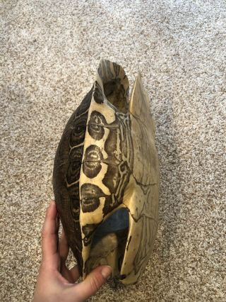 Large Cooter Turtle Shell Taxidermy 2