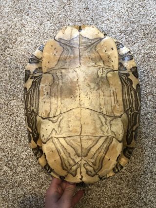 Large Cooter Turtle Shell Taxidermy 3