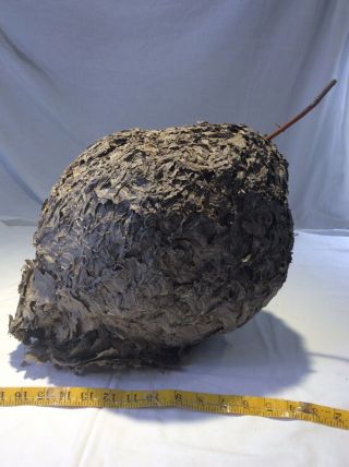 Huge 20” X 41” Around Bald Faced Hornets Nest Paper Wasp Taxidermy/science Bees