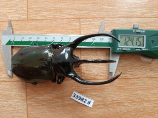 VietNam beetle Chalcosoma caucasus 124mm,  - 33982 pls check photo (A1) 2