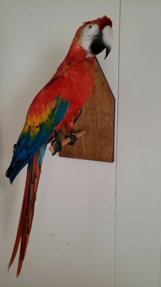 Stuffed Parrot Taxidermy