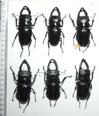 Lucanidae.  6 X Odontolabis Sp,  80mm.  Palu (21)