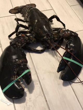 23 Pound Lobster Taxidermy