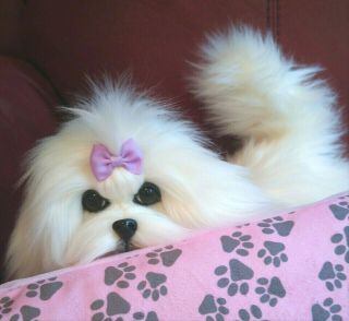 Ooak_artist_pose Able_realistic_life Size_maltese_puppy_dog_sale $199.  00