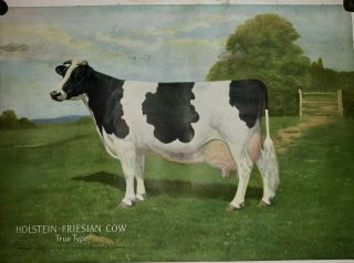 Antique 1923 Holstein Friesian Cow,  True Type,  Poster,  Signed Edwin Megargee