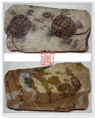 Cretaceous Tortoise Stone Specime Manchurochelys Insect Plant Turtle Fossil Slab