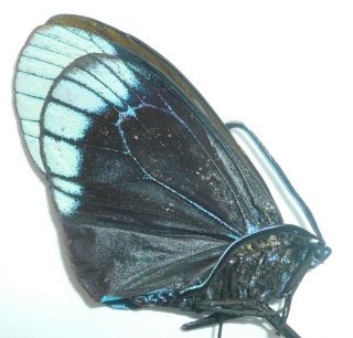 Zygaenidae) From Sabah,  North Borneo