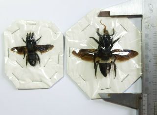 Xrarest Monster Hymenoptera Wasp: Megachile Pluto,  1f 1m,  Bachan Indonesia.