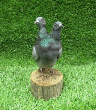 Two Headed Grey Rock Dove Pigeon Bird Taxidermy Mount Sideshow Gaff