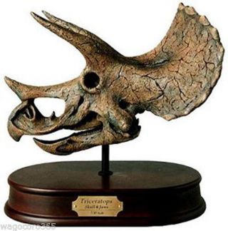 Triceratops Polyresin Skull Figures Skull & Jaws Model 1/10 Scale