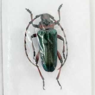 Cerambycidae - Stenaspis Versicolor Female | Guerrero,  Mexico | A1 Very Rare