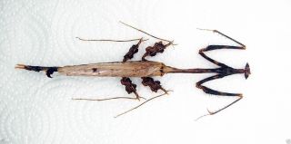 Mantidae - Mantis - Paratoxodera Cornicollis (f) - World Largest Mantis (tx02)