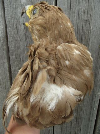 Eagle head Bird Taxidermy pre 1941 5