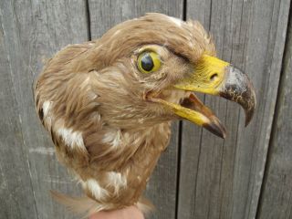 Eagle head Bird Taxidermy pre 1941 8