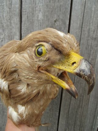 Eagle head Bird Taxidermy pre 1941 9