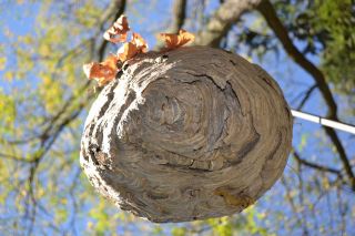 Paper Wasp Nest/ Hive In Exc England Area
