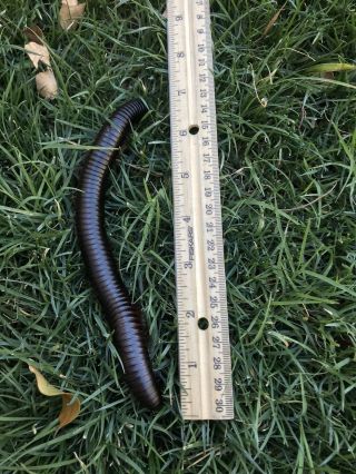 Adult Female Giant African Millipede Captive Bred For Classrooms,  Science,  Pets