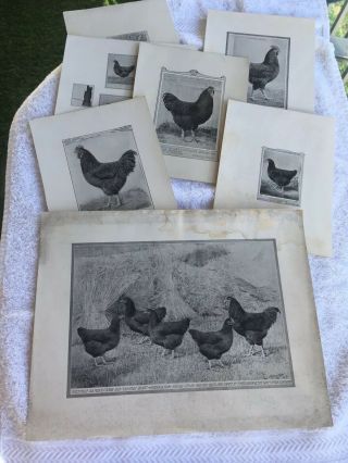 Poultry Photographs A.  O.  Schilling Rhode Island Reds Rc Sc 1901 - 1919