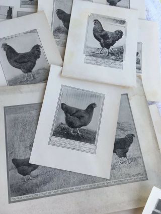 Poultry Photographs A.  O.  Schilling Rhode Island Reds RC SC 1901 - 1919 2