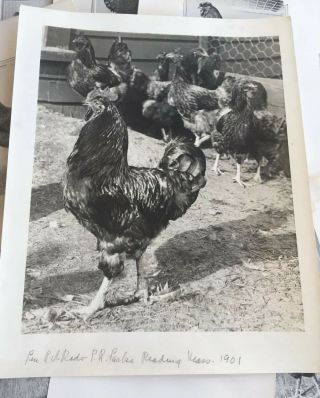 Poultry Photographs A.  O.  Schilling Rhode Island Reds RC SC 1901 - 1919 3