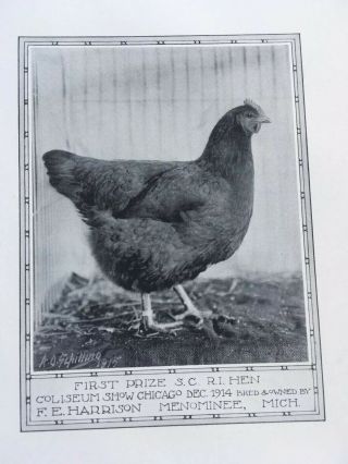 Poultry Photographs A.  O.  Schilling Rhode Island Reds RC SC 1901 - 1919 4
