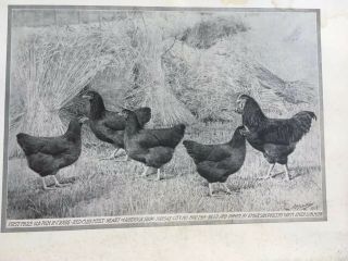 Poultry Photographs A.  O.  Schilling Rhode Island Reds RC SC 1901 - 1919 5