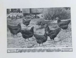 Poultry Photographs A.  O.  Schilling Rhode Island Reds RC SC 1901 - 1919 6