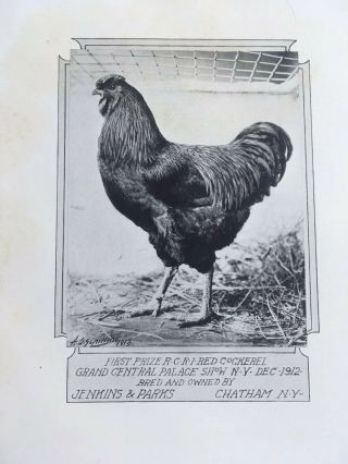 Poultry Photographs A.  O.  Schilling Rhode Island Reds RC SC 1901 - 1919 7
