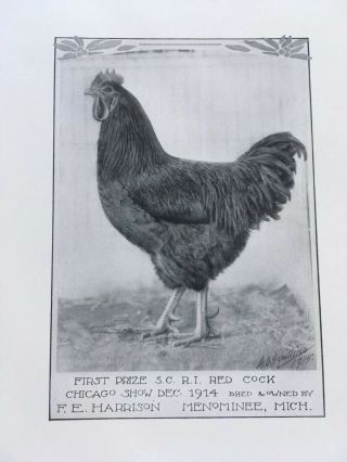 Poultry Photographs A.  O.  Schilling Rhode Island Reds RC SC 1901 - 1919 8