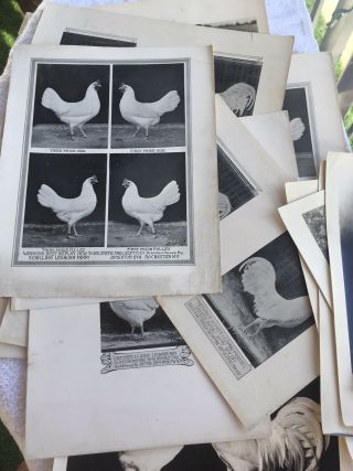 20 Poultry Photographs A.  O.  Schilling White Leghorn 1912 - 1950 Farm