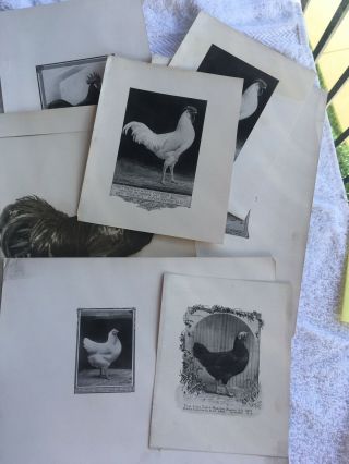 6 Rare Poultry Photos A.  O.  Schilling Minorcas Black Rc White