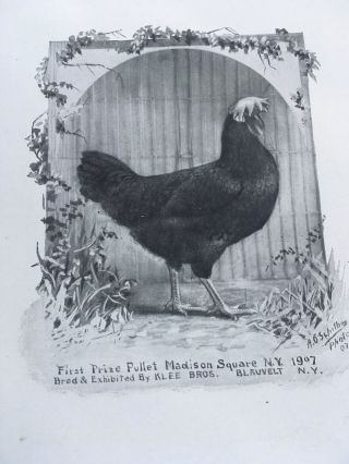 6 Rare Poultry Photos A.  O.  Schilling Minorcas Black RC White 2