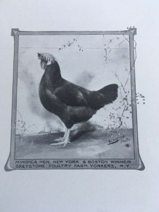 6 Rare Poultry Photos A.  O.  Schilling Minorcas Black RC White 3