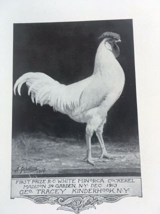 6 Rare Poultry Photos A.  O.  Schilling Minorcas Black RC White 4