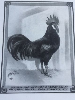 6 Rare Poultry Photos A.  O.  Schilling Minorcas Black RC White 5