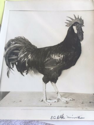 6 Rare Poultry Photos A.  O.  Schilling Minorcas Black RC White 6