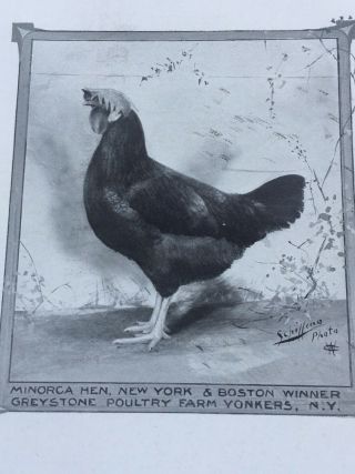 6 Rare Poultry Photos A.  O.  Schilling Minorcas Black RC White 7