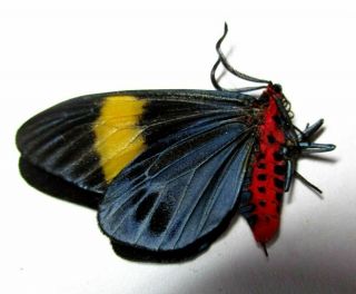 004 Moths: Zygaenidae Species? 26.  5mm